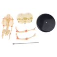 thumbnail image 2 of HLONK Human Baby Deformed for Head Skull Research Model Skeleton Anatomical Brain Anatomy Teaching Study Display, 2 of 11