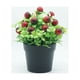 thumbnail image 2 of Planta de simulación en maceta en miniatura para encanto decorativo Trébol de cuatro hojas artificial negro y rojo, 2 of 3