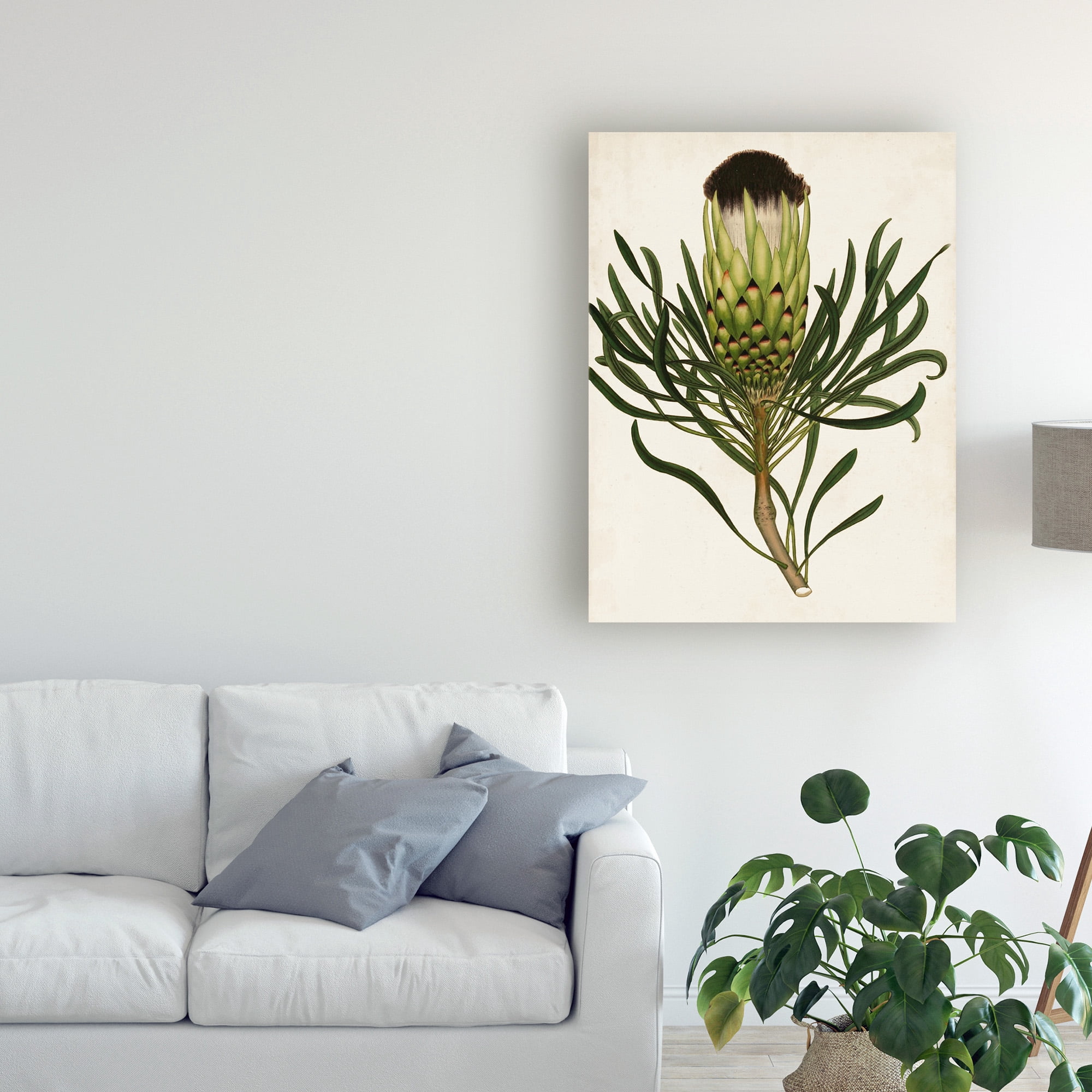 Trademark Fine Art 'Antique Protea II' Canvas Art by Unknown