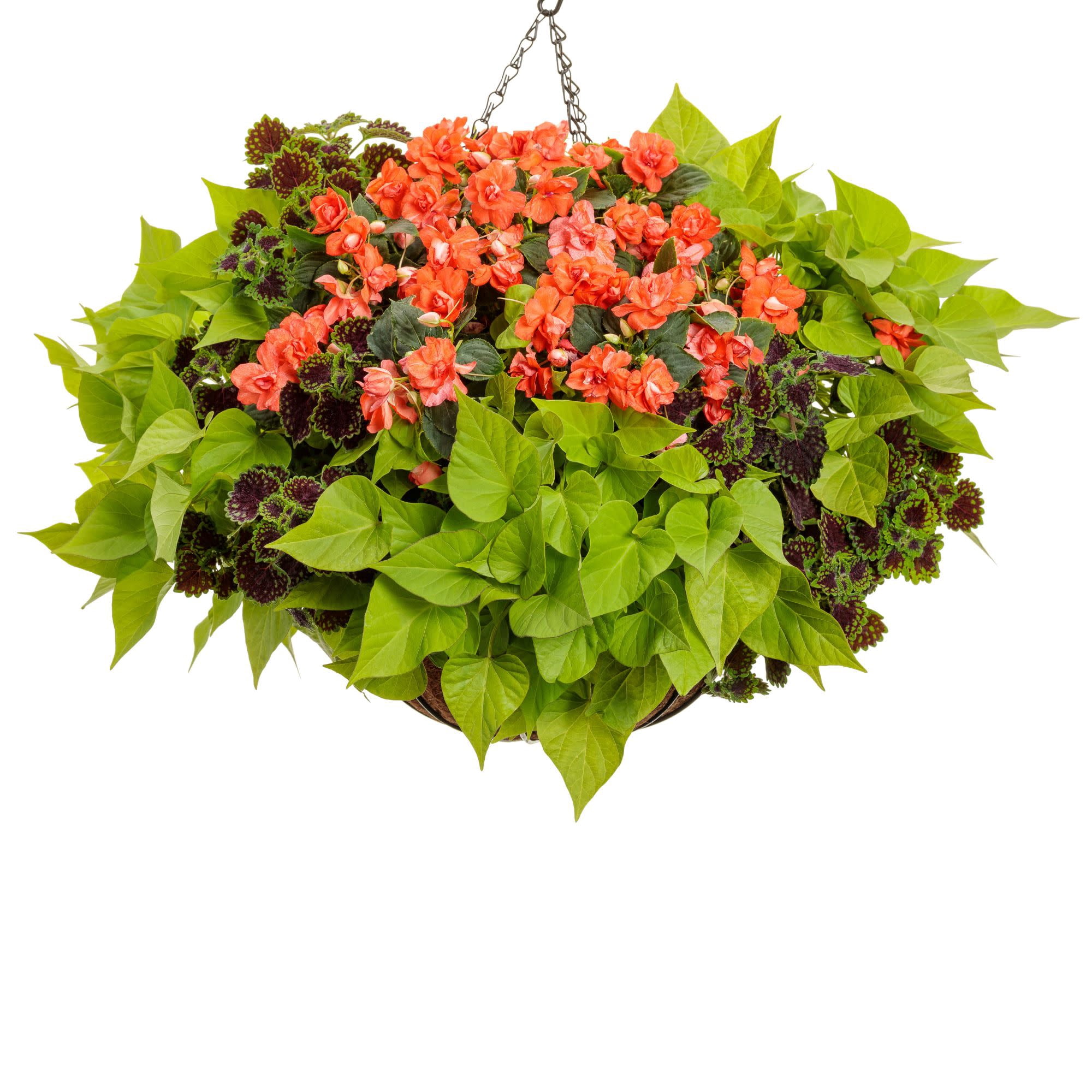 Proven Winners 4" Orange Rockapulco Tropical Shades Double Impatiens Live Plant in 4.25" Pot (4 Count)