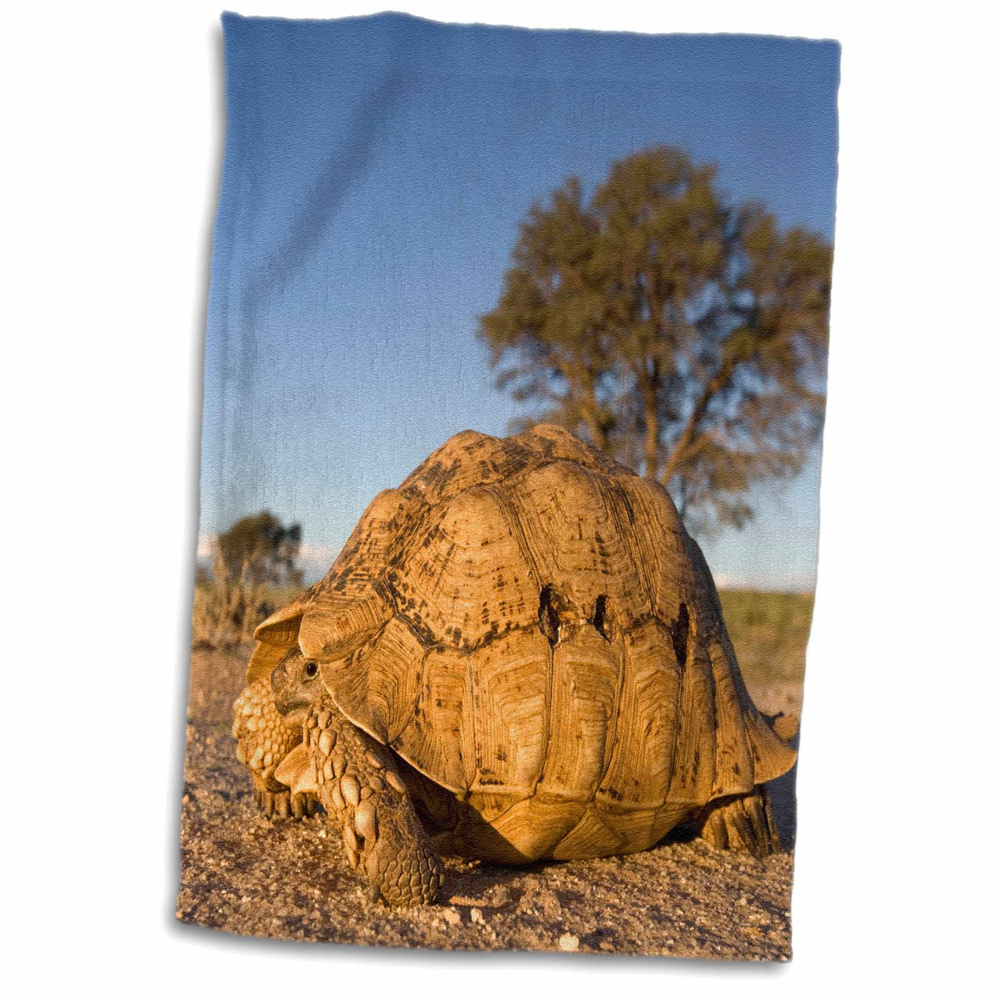 3dRose South Africa, Leopard Tortoise, Kalahari DesertAF42 PSO0222