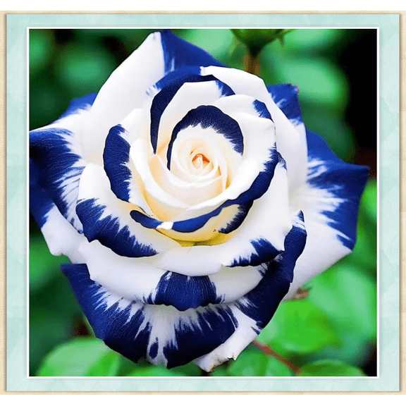 Rose,  Easy Grow-Low Maintenance -  Ideal for Beds Borders, Plant Pots & Planters