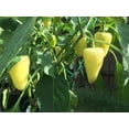 thumbnail image 4 of 200 Seeds SANTA Fe GRANDE PEPPER (Guero Chili Pepper / Yellow Hot Chili Pepper) Capsicum Annuum Vegetable Seeds, 4 of 9