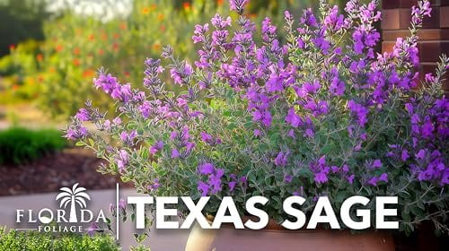 Texas Sage  3 Live Plants  Leucophyllum frutescens  Drought-Tolerant Shrub for Landscaping  Hardy Evergreen with Silver Foliage and Purple Blooms