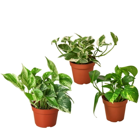 3 Pothos Variety Pack / 4" Pot / Live Plant / Home and Garden Plants, 4" Pot, Indoor Houseplant, Easy Care, Live Plant for Indoor & Outdoor