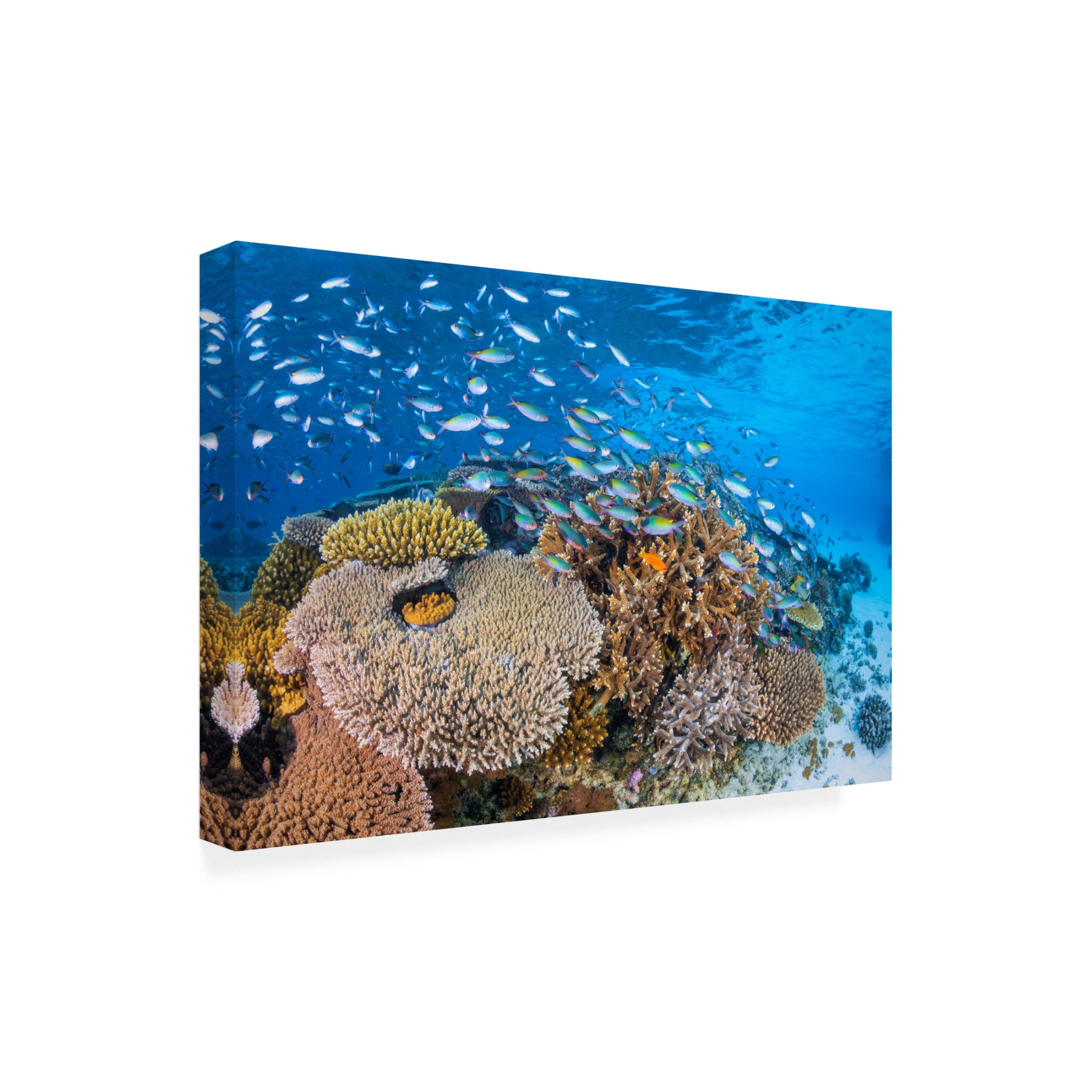 Trademark Fine Art Barathieu Gabriel  Maji Islet Reef Canvas Wall Art