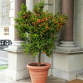 thumbnail image 2 of Brighter Blooms - Calamondin Orange Tree, 4-5 ft. - No Shipping To AK, AL, AZ, CA, FL, GA, HI, LA, MS, OR, TX, 2 of 4