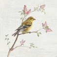 thumbnail image 3 of Nai, Danhui 20x20 Black Modern Framed Museum Art Print Titled - Female Goldfinch Vintage, 3 of 5
