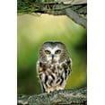 thumbnail image 2 of Welling, Dave 13x18 Black Ornate Wood Framed with Double Matting Museum Art Print Titled - CO, Northern saw-whet owl perched on fir tree, 2 of 4