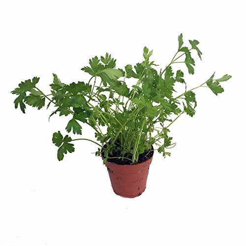 3 plants Live Italian Flat Parsley Herbs Plants in 4" Pot 