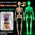 thumbnail image 2 of Clear Human Body Structure Model,DIY Assembled Human Torso Organ Model,29 Piece 3D Anatomy Figure Kit,3D Human Body Skeleton Model for Anatomy,Interactive 3D Organ Model for Classroom, 2 of 8