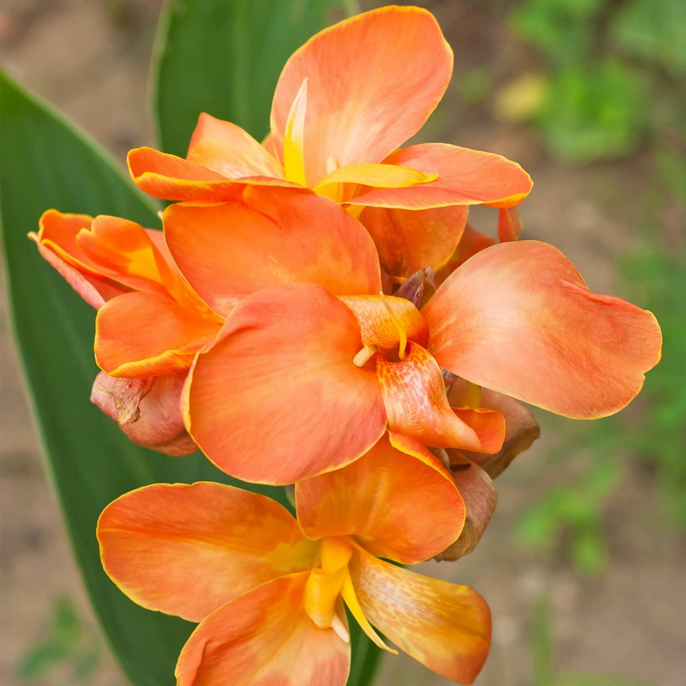 Canna Flower Seeds Tropical Series Salmon 100 Seeds Annual