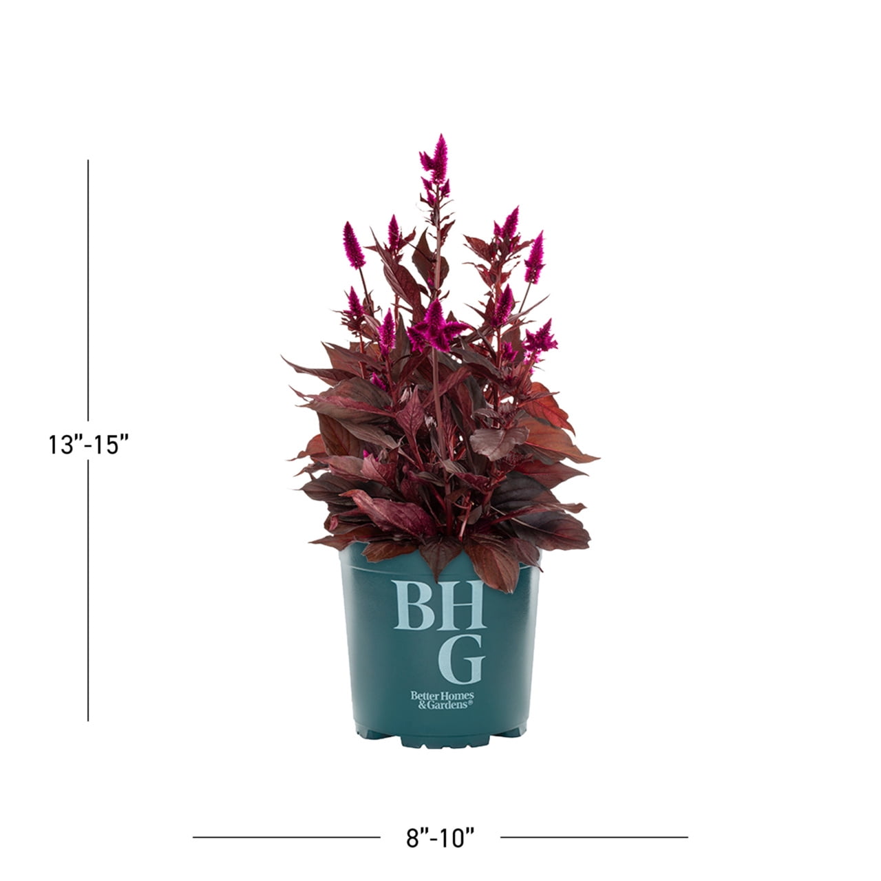 Better Homes & Gardens 2QT Purple Celosia Live Annual Plant Sun 3-Pack