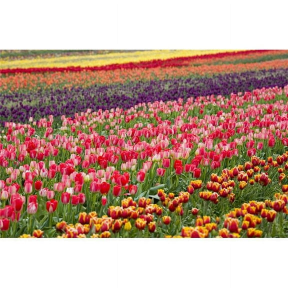 A Tulip Field Poster Print