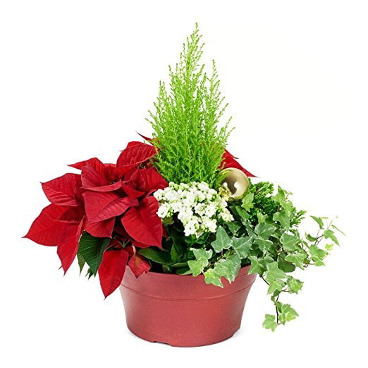 POINSETTIA Flower Bouquet RED Christmas Ivy Fern Wedding Festive With 5/7 Heads 