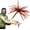 Brown, variant on Sea Urchin Bait for Bass Fishing, Floating Soft Urchin Lure with Tentacles, Finesse Sea Urchin Baits for Drop Shot Neko Rig, Multi Species Dice Bait Alternative