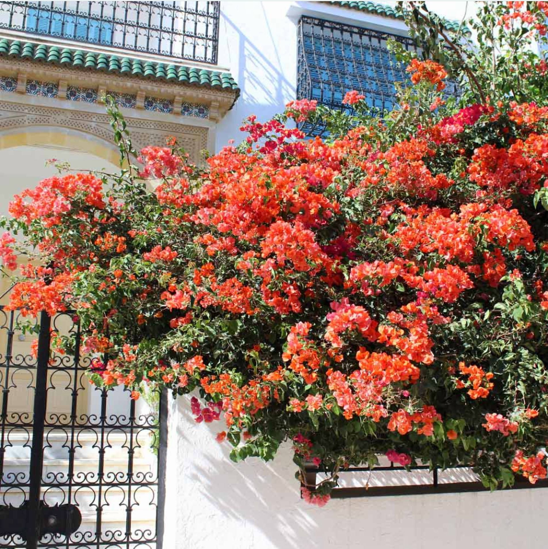 Set 2 Sundown Orange Bougainvillea Live Starter Plants for Planting, Orange Bougainvillea Flower Plants, Rare Multi-Colored Blooms, 4 to 6 Inch Tall, Ship No Pot