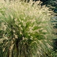 thumbnail image 2 of Direct Gardening Hameln Fountain Dwarf Ornamental Grass Potted Perennial Starter Plant, 2 of 4