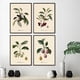 thumbnail image 5 of Pósteres y grabados vintage de frutas botánicas retro, limón, ciruela y naranja, arte de pared, pintura en lienzo, imágenes de pared, decoración de cocina, 5 of 5