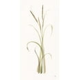 thumbnail image 2 of Paschke, Chris 14x24 White Modern Wood Framed Museum Art Print Titled - Lyme Grass, 2 of 4