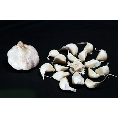 Heirloom Flower Bulbs - Transylvanian Garlic Bulbs - Heirloom - 3 Bulbs