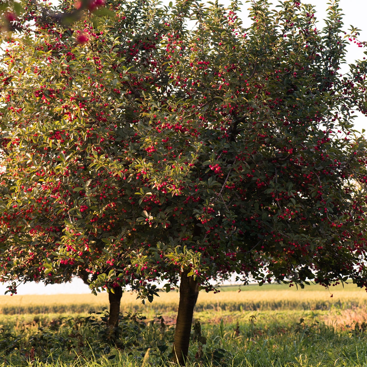 Expert Gardener 3-4 ft tall Stella Fruiting Cherry Live Tree in 7-Gallon Grower Pot