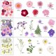 thumbnail image 2 of Flores secas naturales, flores prensadas, hojas secas mezcladas, flores secas múltiples para manualidades, álbum de recortes de resina Diy, 2 of 5