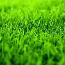 1000 Seeds Emerald Zoysia Grass Seeds for Planting, Zenith Zoysia Seeds for Lawn, Easy to Grow