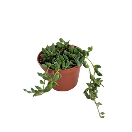 String of Beads - Senecio - Easy to Grow Succulent Plant - 2.5