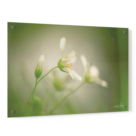 Epic Art 'Stellaria' by Martin Podt, Acrylic Glass Wall Art, 36"x24"