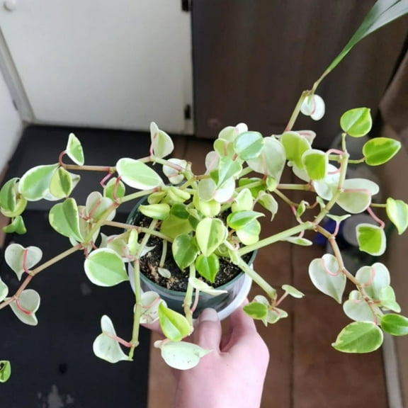 Cupid Peperomia, Variegated Indoor Plant in 2in Pot with Heart-Shaped Leaves