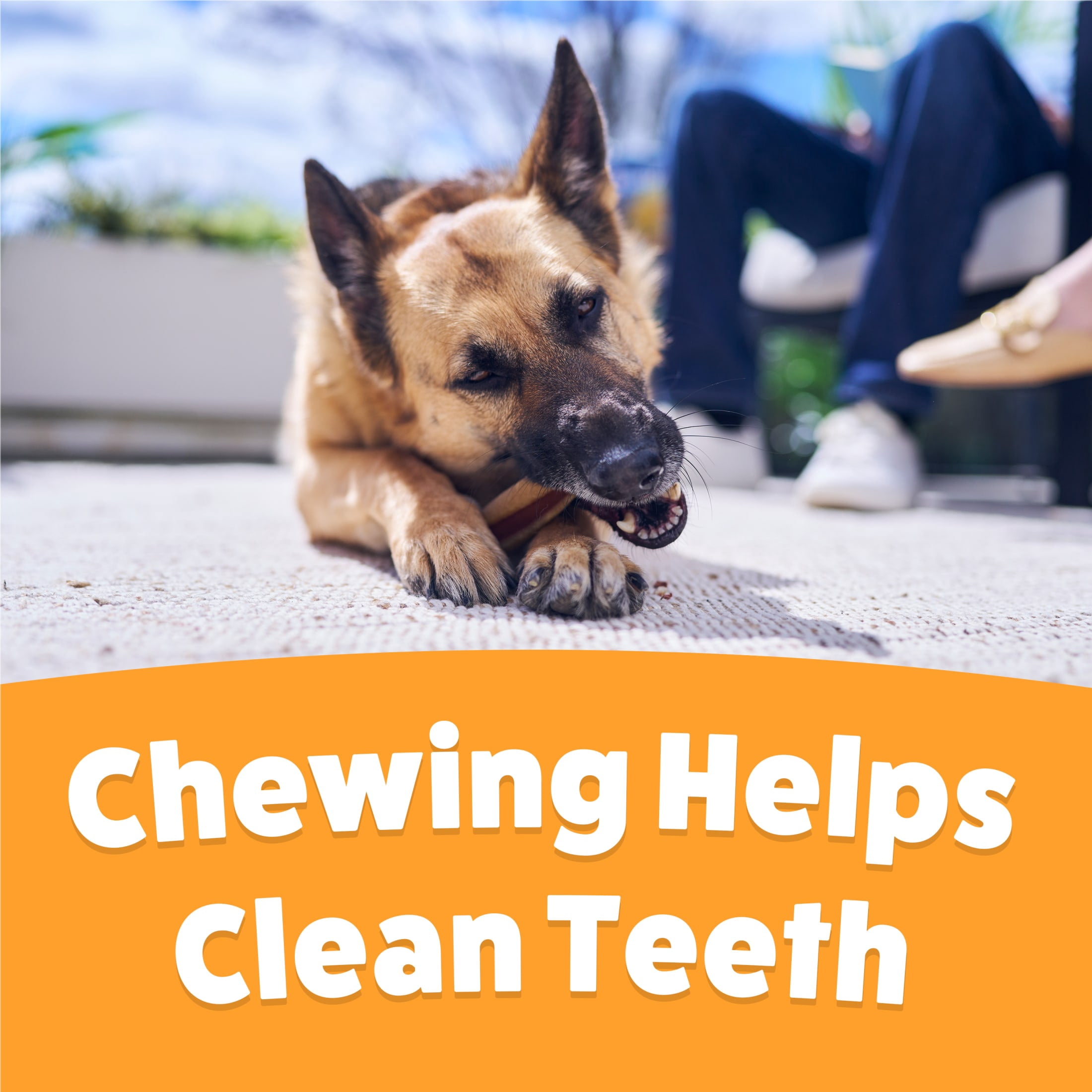 Purina Busy With Beggin’ Twist’d Cheddar and Hickory Smoke Flavors Large Dog Chew Treats, 36 oz.