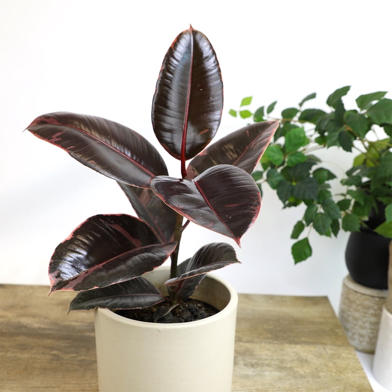 Altman Plants 6 in. Ficus Ruby Houseplant (Solo)