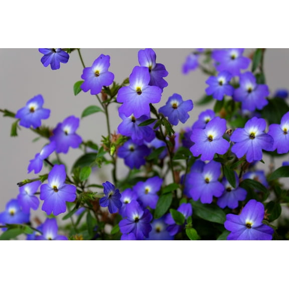 Seedville 50 Browallia Flower Seeds, Amethyst Flower Bush Violet