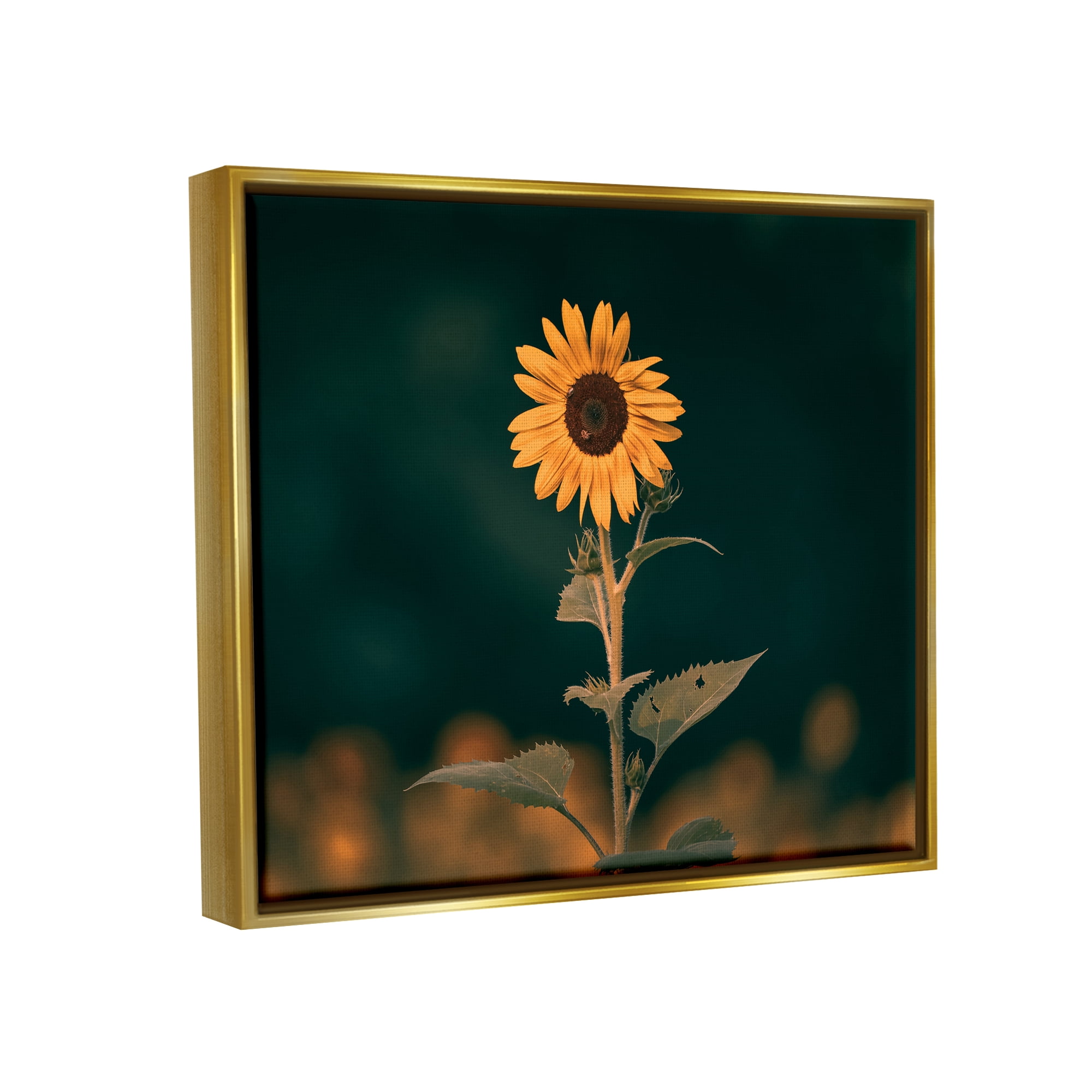 Stupell Industries Dark Sunflower Nature Botanical & Floral Photography Gold Floater Framed Canvas Art Print Wall Art, 21 x 17