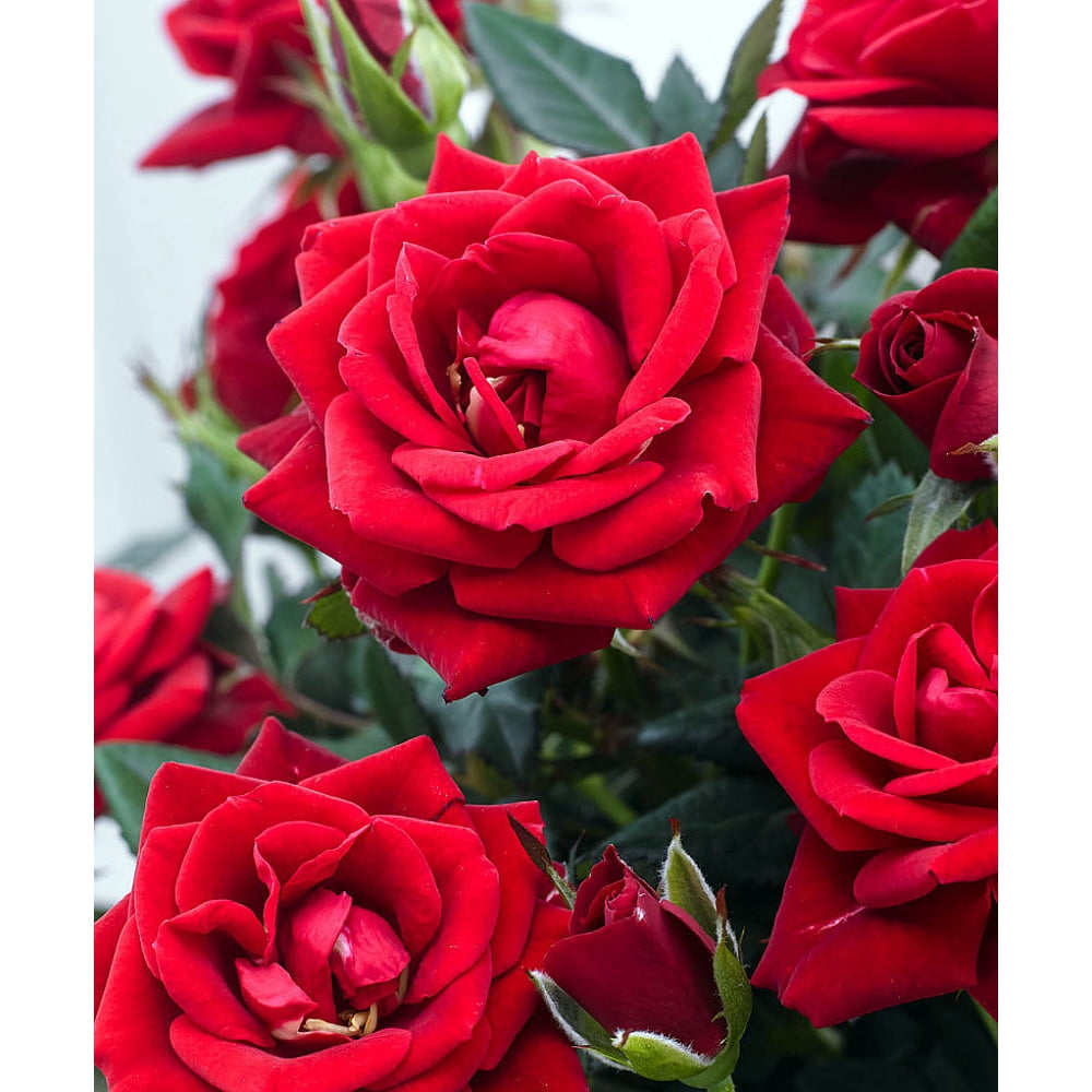 Parade Karina Miniature Rose Bush Fragrant/Hardy 4" Pot Walmart