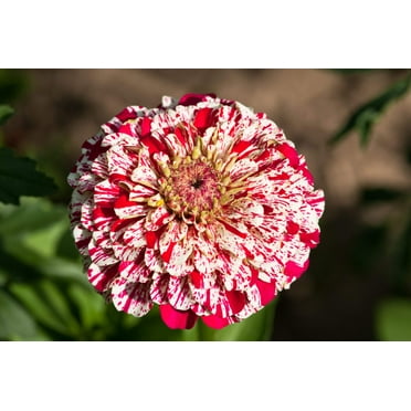 150 CANDY STRIPE ZINNIA Mix Elegans Flower Seeds Mixed Colors with Red Stripes