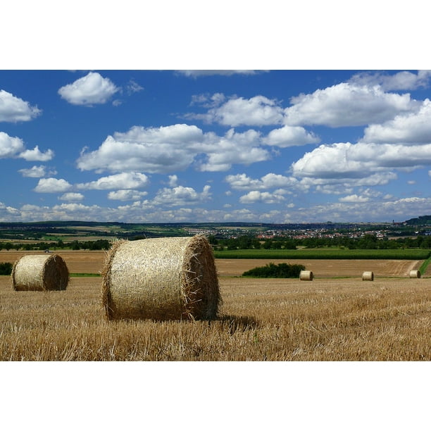 Harvest Hay Bales Field Agriculture Landscape 12 Inch By 18 Inch Laminated Poster With Bright Colors And Vivid Imagery Fits Perfectly In Many Attractive Frames Walmart Com Walmart Com