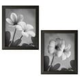 thumbnail image 2 of Gango Home Decor Classic Blooming Plumerias Photography Wall Art; Two Black & White 8x10in Art Prints in Black Frames, 2 of 6