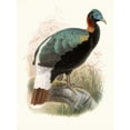 thumbnail image 3 of Joseph Smit 14x18 Black Modern Framed Museum Art Print Titled - Lophophorus Sclateri. (1872), 3 of 5