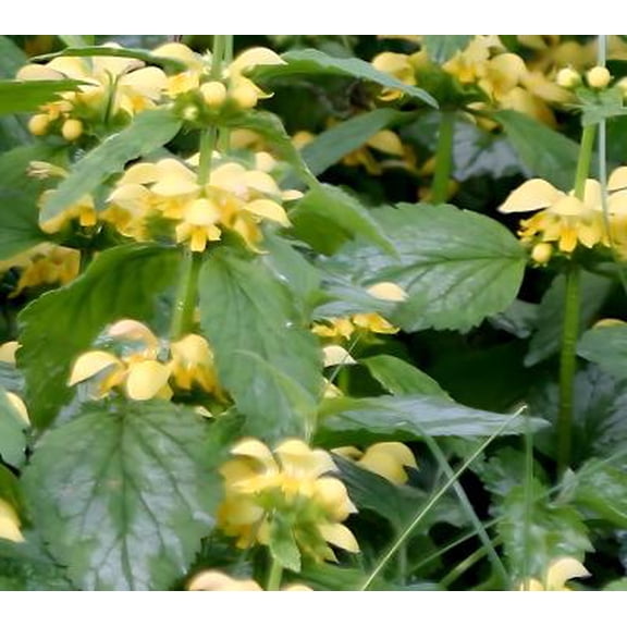 Classy Groundcovers, Yellow Archangel, Dead-nettle, Silverfrost, Variegated Lamium, Golden Deadnettle (25 Pots, 3 1/2 inch square)