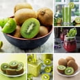 thumbnail image 4 of Kiwi Vine Live Plant, Hardy Kiwi Live Plants, 6-8 Inches Tall, Fruit Vine Starters for Easy Garden Growing, 4 of 6