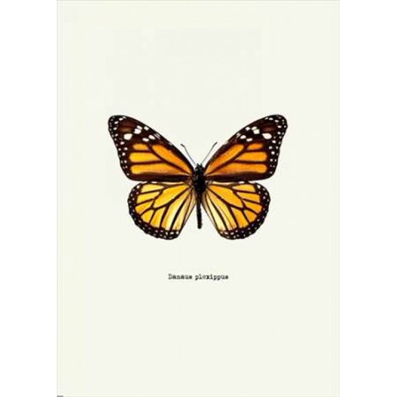 Yellow Butterfly Poster Print by GraphINC (10 x 14)