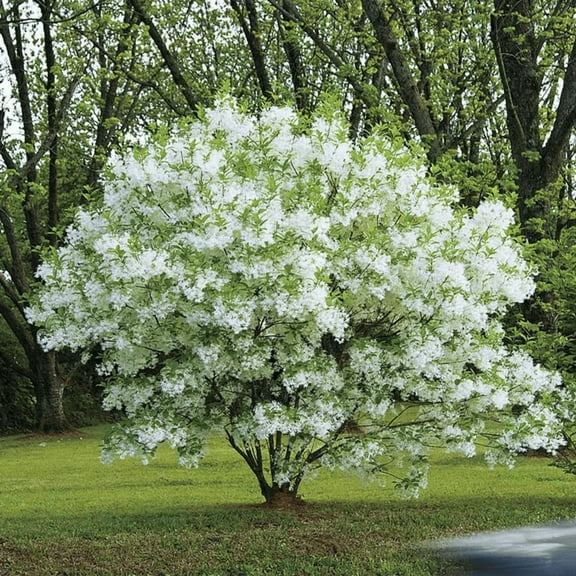 White Fringe Tree, Live White Fringe in Pot, Suitable for Outdoor Growing