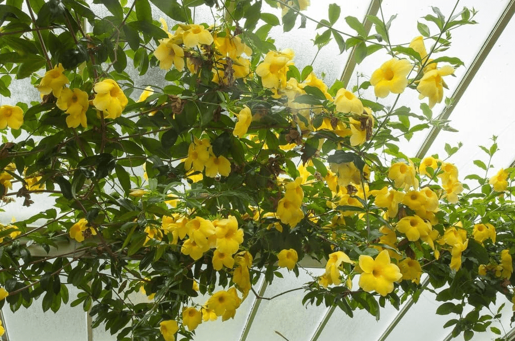 Set 2 Brown Bud Allamanda Plants Live for Planting, Yellow Trumpet Bell Flower Plants 4 to 7 Inc Tall Indoor Outdoor for Garden