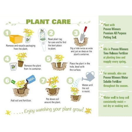 4.25" Grower Pot Red Flowers Sweet Tooth Candy Cane (Zinnia) Live Plants (4 Pack)