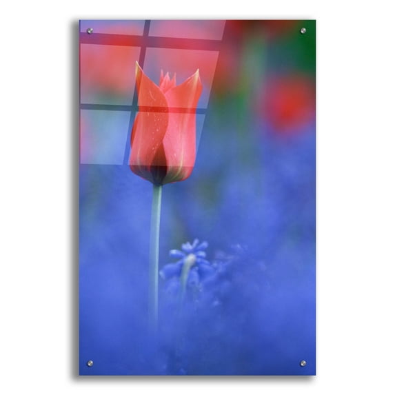 Epic Art 'Tulip No 3' by Istvan Nagy, Acrylic Glass Wall Art, 24"x36"