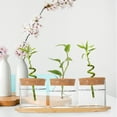 thumbnail image 5 of Hydroponic Plant Glass Bottle Home Decor Bamboo Stand Glass Vase Air Plant Terrarium Hydroponic Glass Planter, 5 of 6