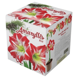 Kit Anti-Stress – Amaryllis