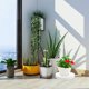 thumbnail image 1 of Moluckfu Para Plantas De Material PP Con Para Uso Interior Y Exterior, 1 of 8